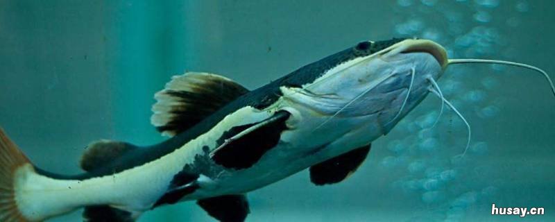 胡子鱼是什么鱼