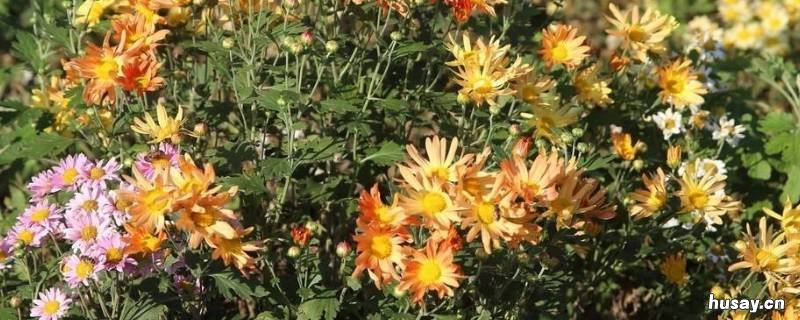 菊花是什么颜色的 秋天的菊花是什么颜色的