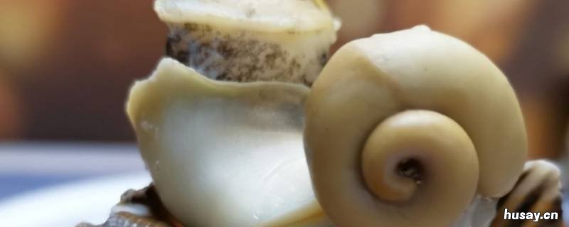 海螺放淡水里能活么 海螺放淡水里多久会死