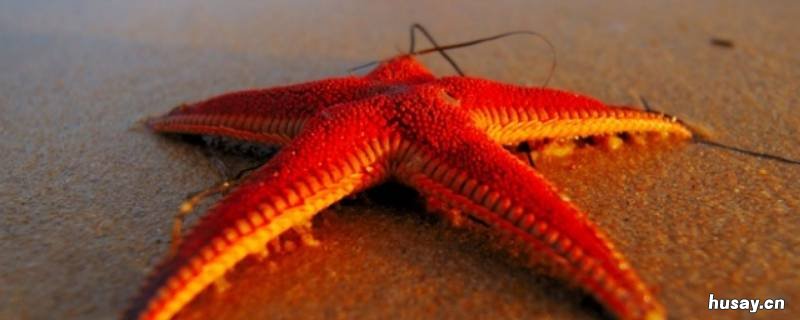 海星寿命 海星寿命是多少年