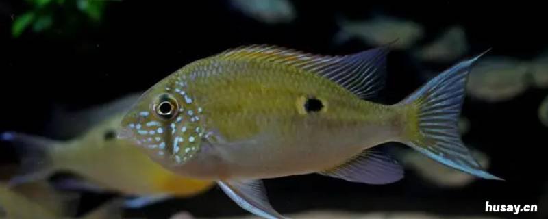 宝石鱼是什么鱼 鱼的宝石是什么