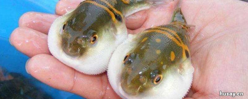 红鳍东方鲀有毒吗 条纹东方鲀的哪个地方有毒