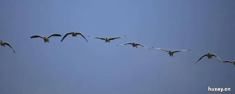 大雁南飞的寓意 大雁南飞的寓意及象征