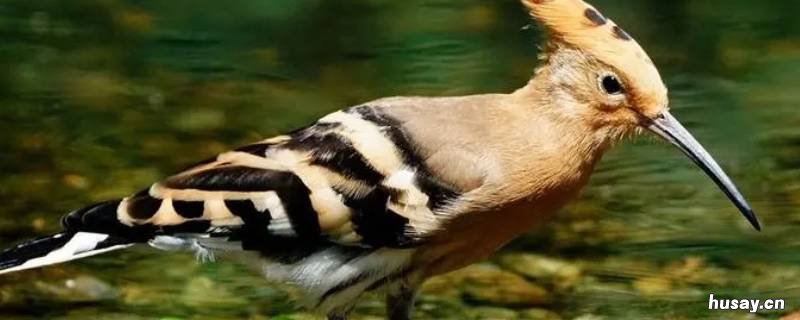 像啄木鸟的鸟是什么鸟 非常像啄木鸟的鸟有哪些