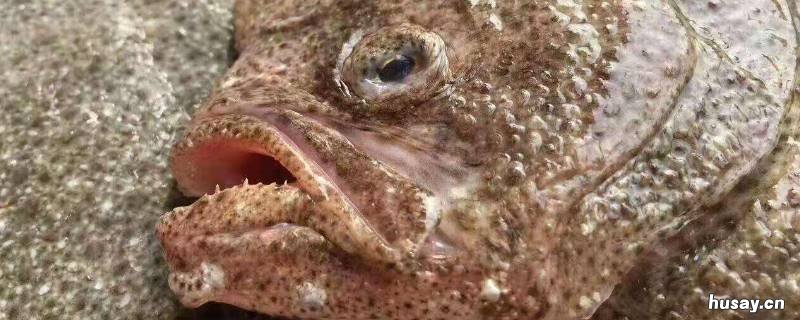 活多宝鱼怎么保存 活多宝鱼怎么保存一夜