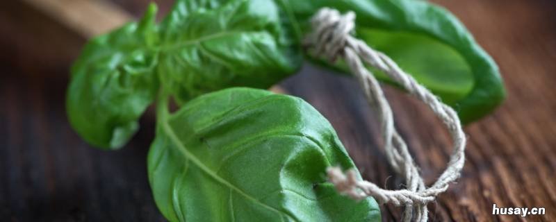 罗勒叶调料做什么菜用 罗勒叶调味