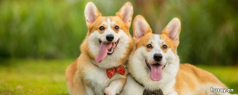 宠物能上飞机托运吗 飞机能托运宠物吗?